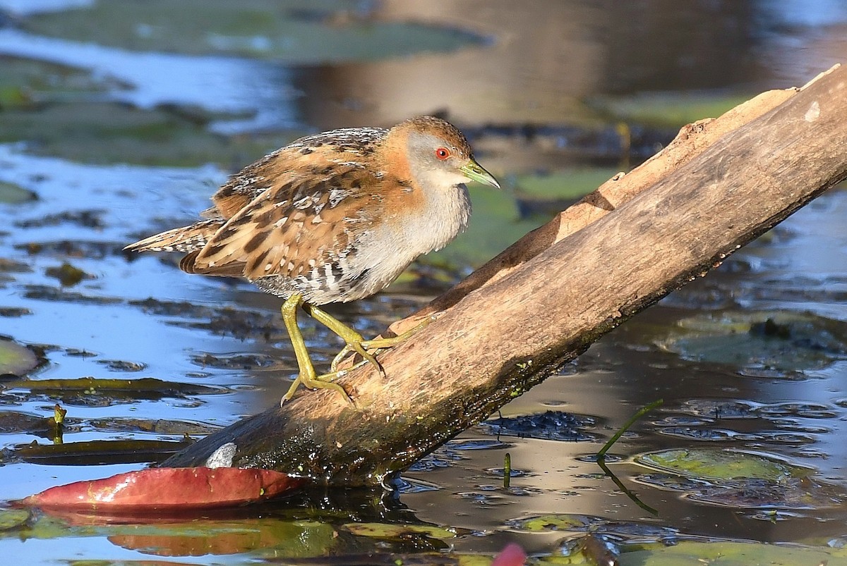 Baillon's Crake - ML67020311