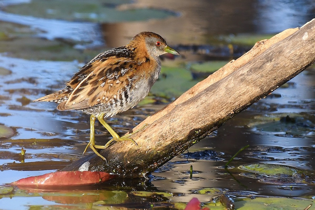 Baillon's Crake - ML67020331