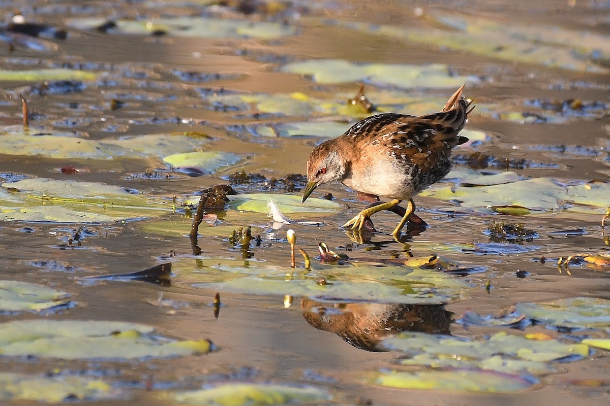 Baillon's Crake - ML67020351