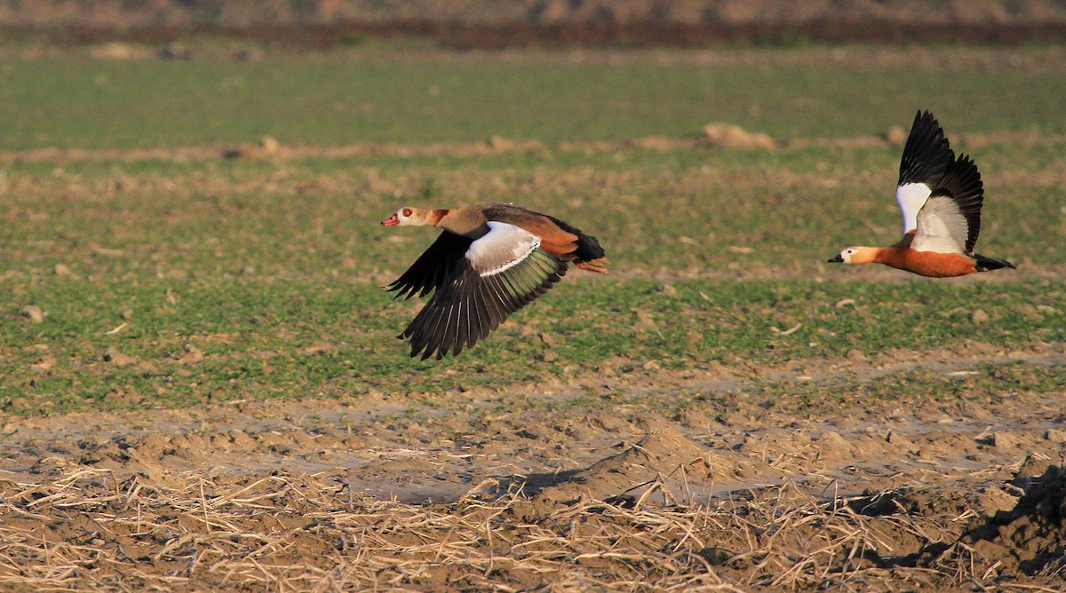 Egyptian Goose - Patrick MONNEY