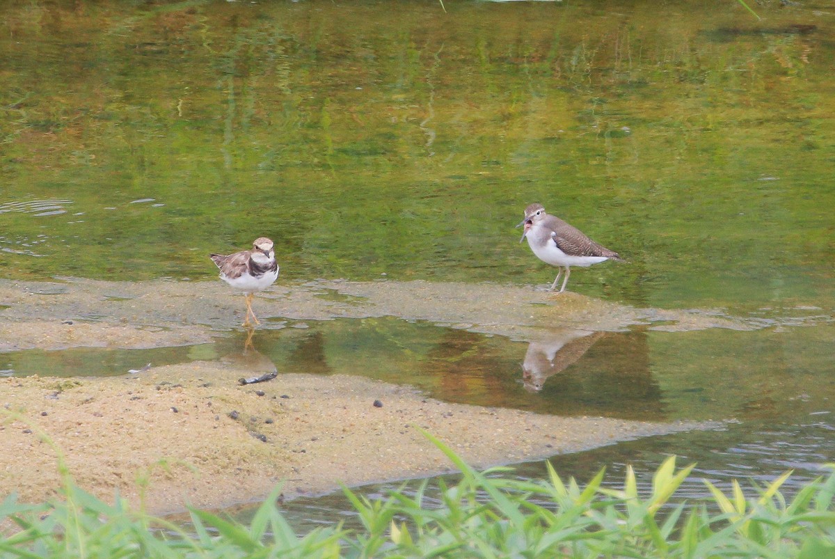 Common Sandpiper - Neoh Hor Kee