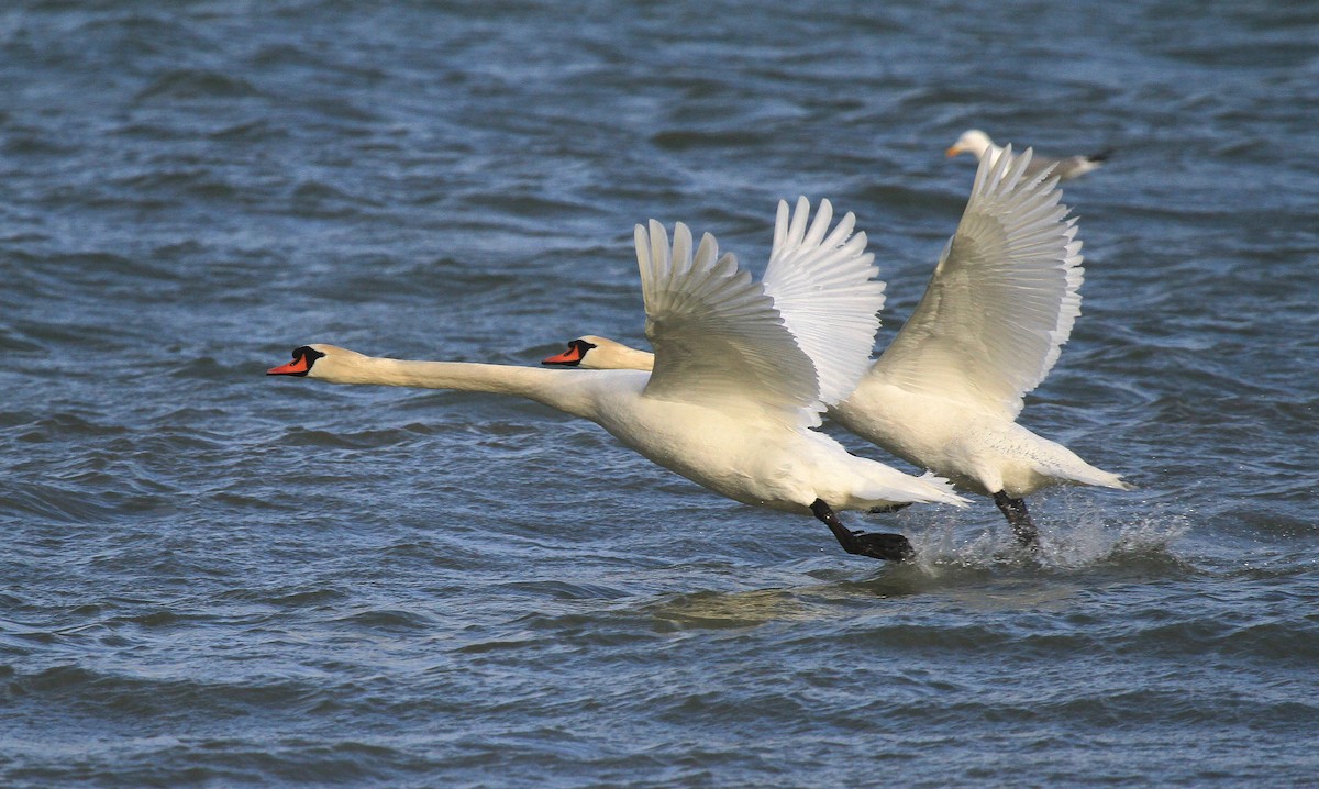 Mute Swan - ML67024421