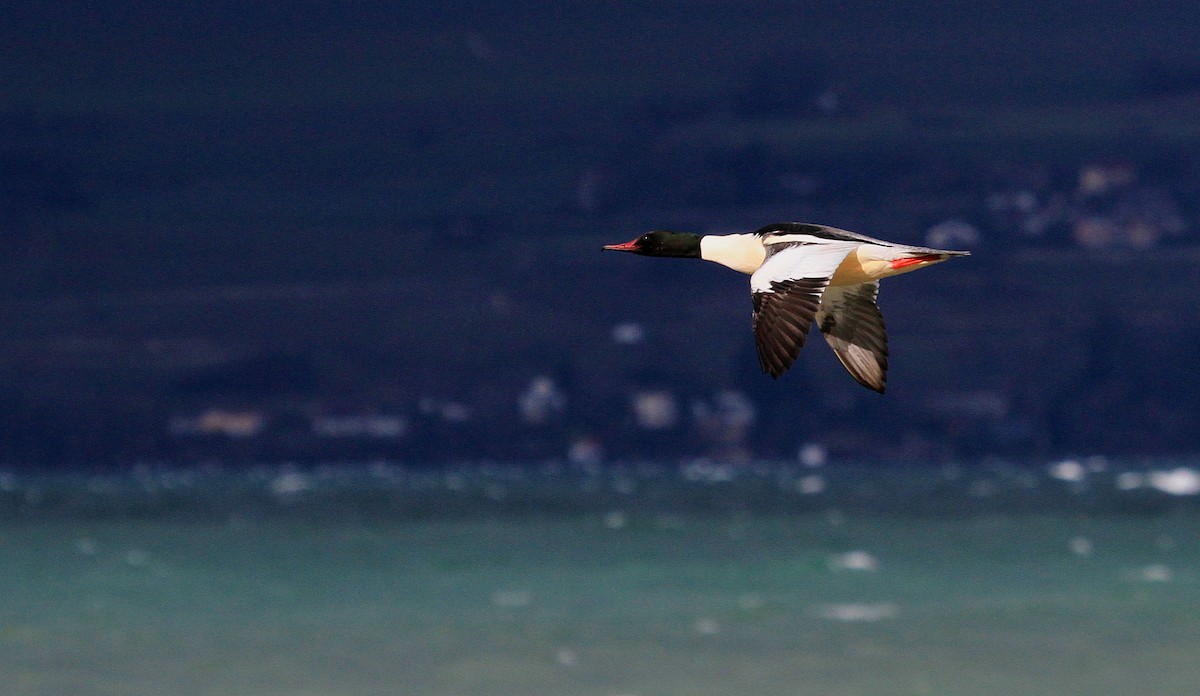 Common Merganser - ML67024491