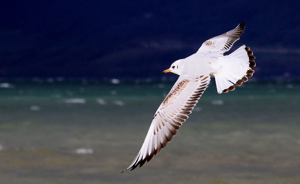 Black-headed Gull - ML67024521