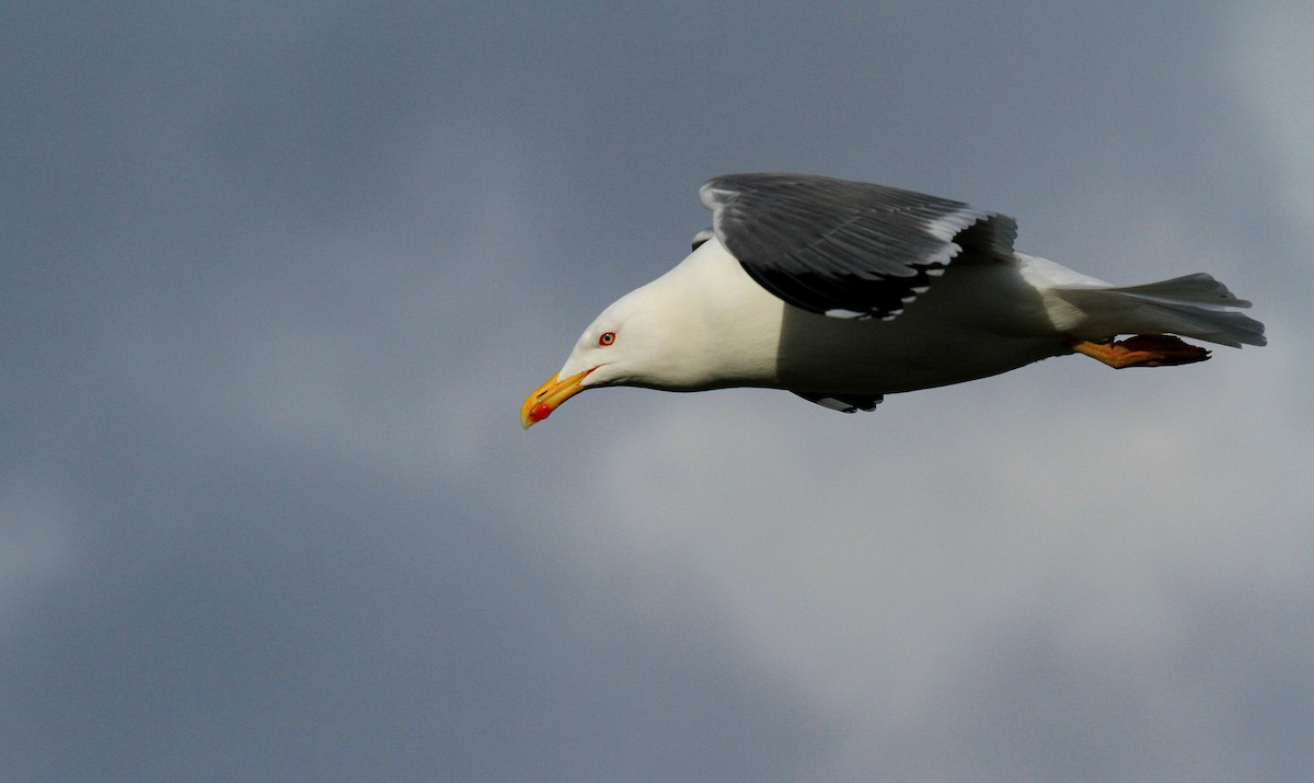 Yellow-legged Gull - ML67024591