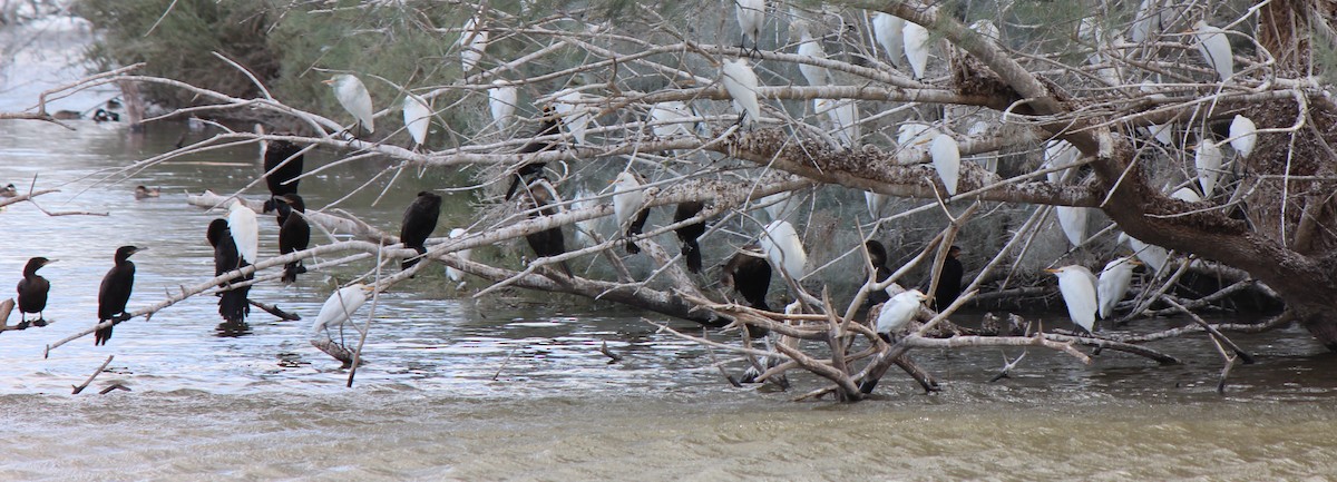 Western Cattle Egret - ML67024881