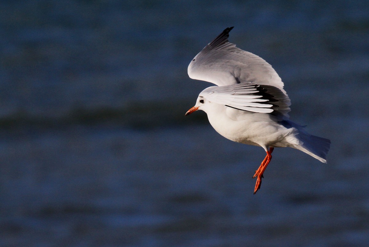Mouette rieuse - ML67024991
