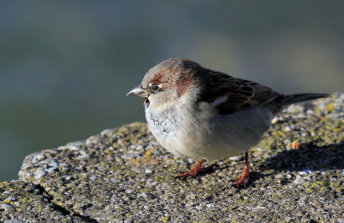 Moineau domestique - ML67025081