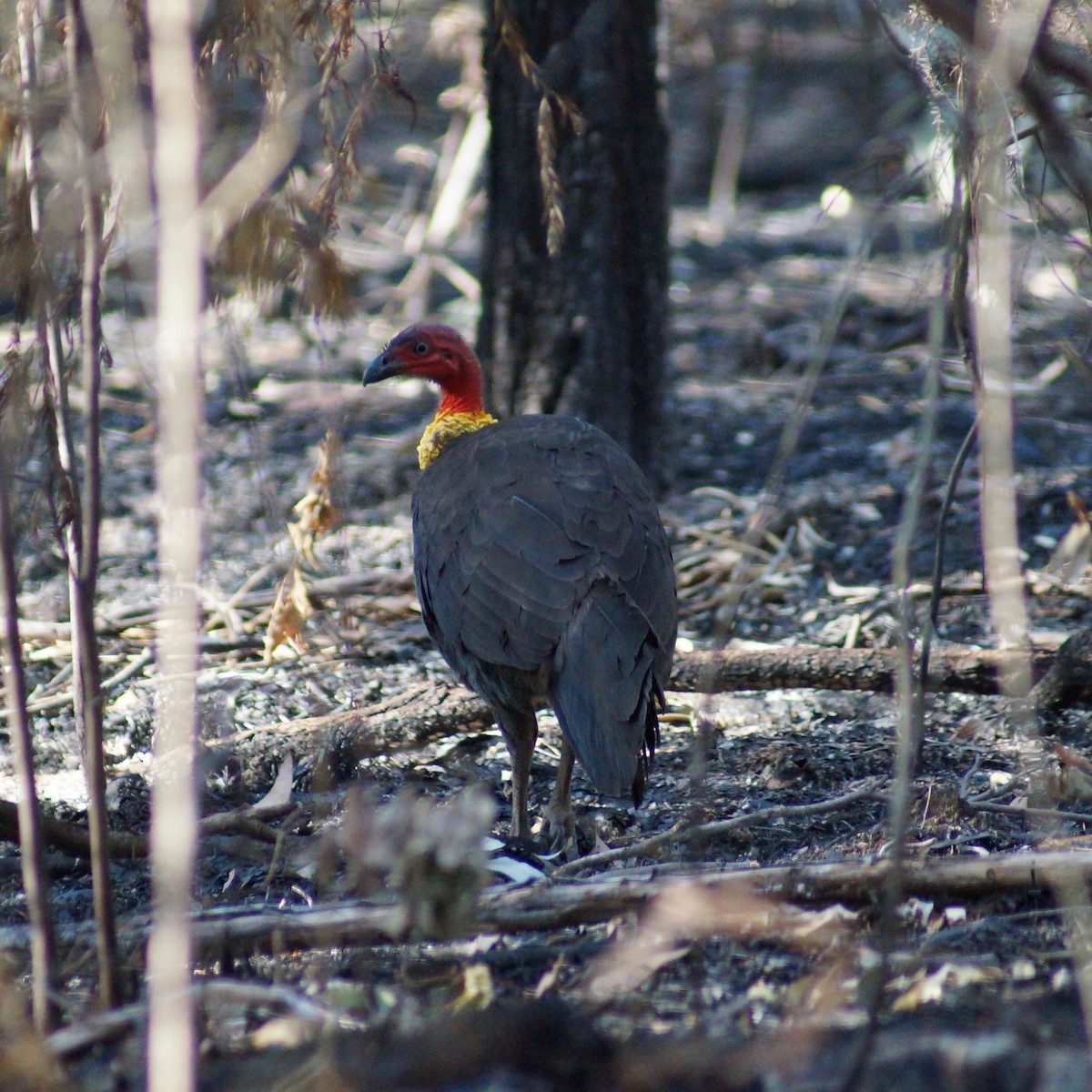 Australian Brushturkey - ML67025441