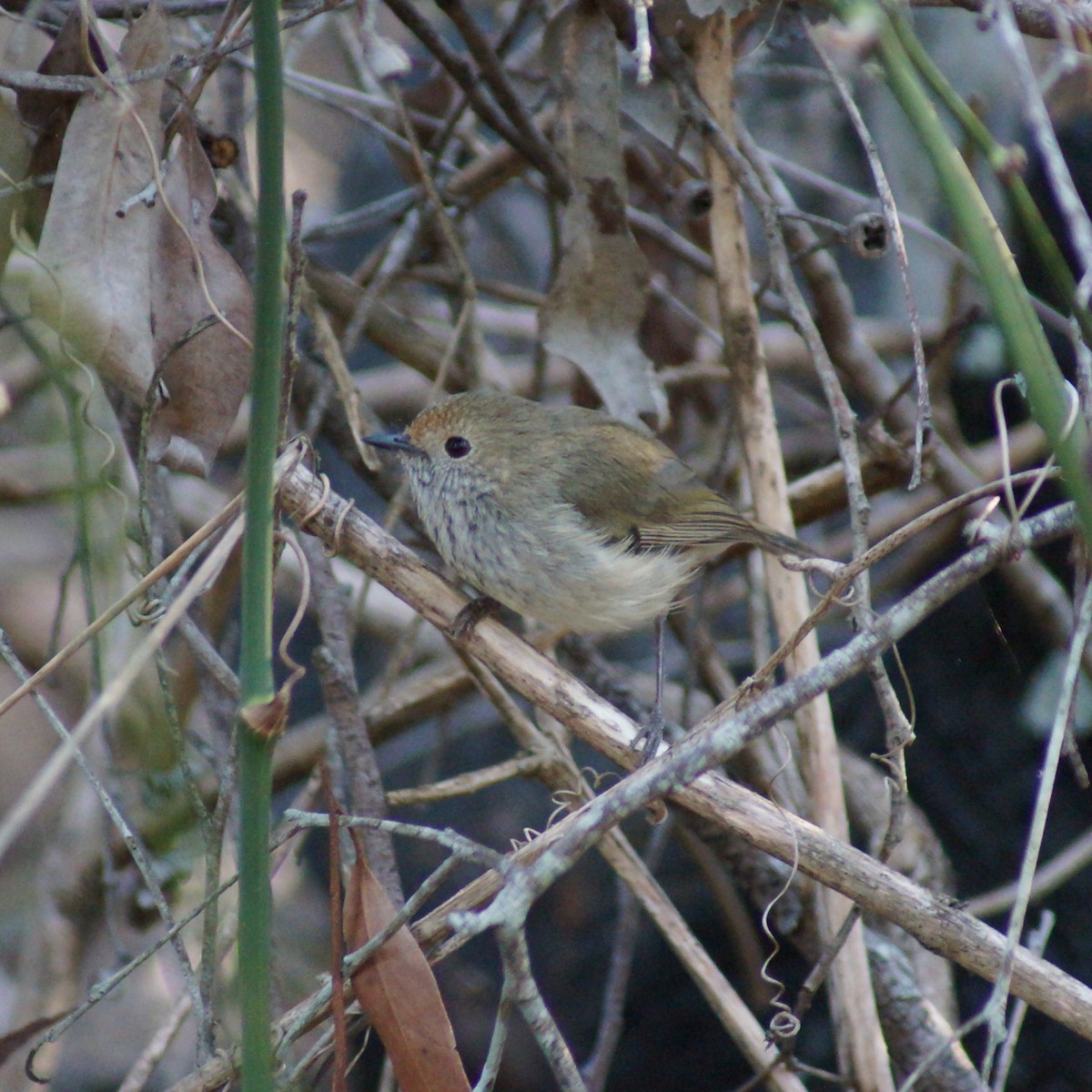 Brown Thornbill - ML67025661