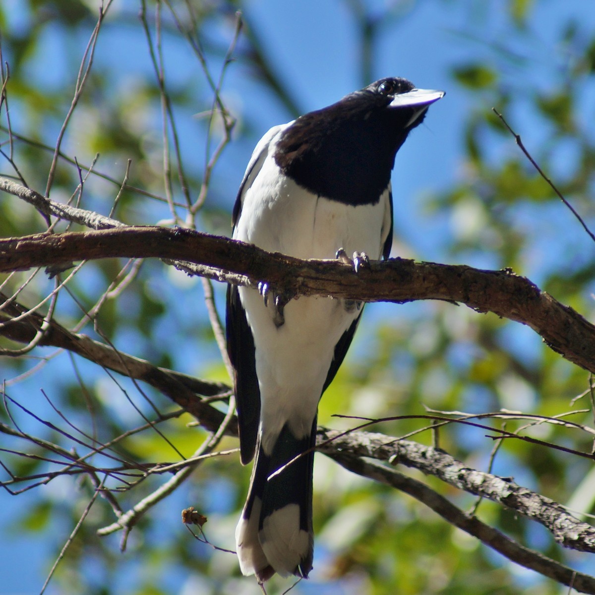 Pied Butcherbird - ML67025701