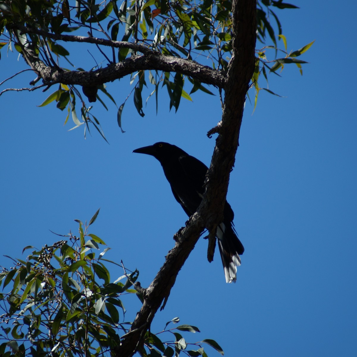 Pied Currawong - ML67025721