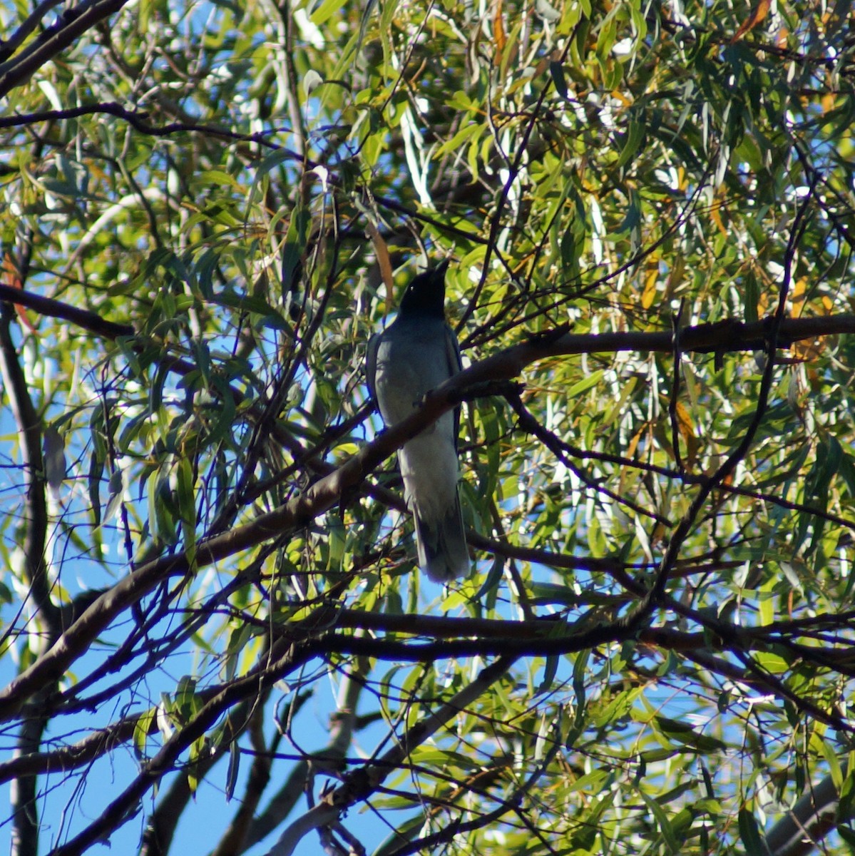 Black-faced Cuckooshrike - ML67025751