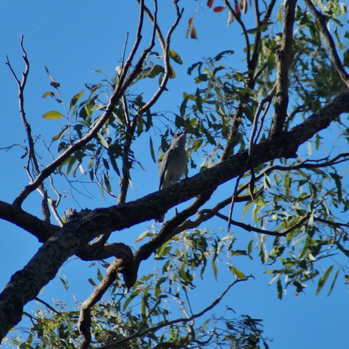 White-bellied Cuckooshrike - ML67025841