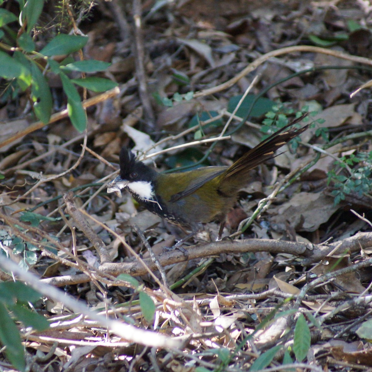 Eastern Whipbird - ML67025851