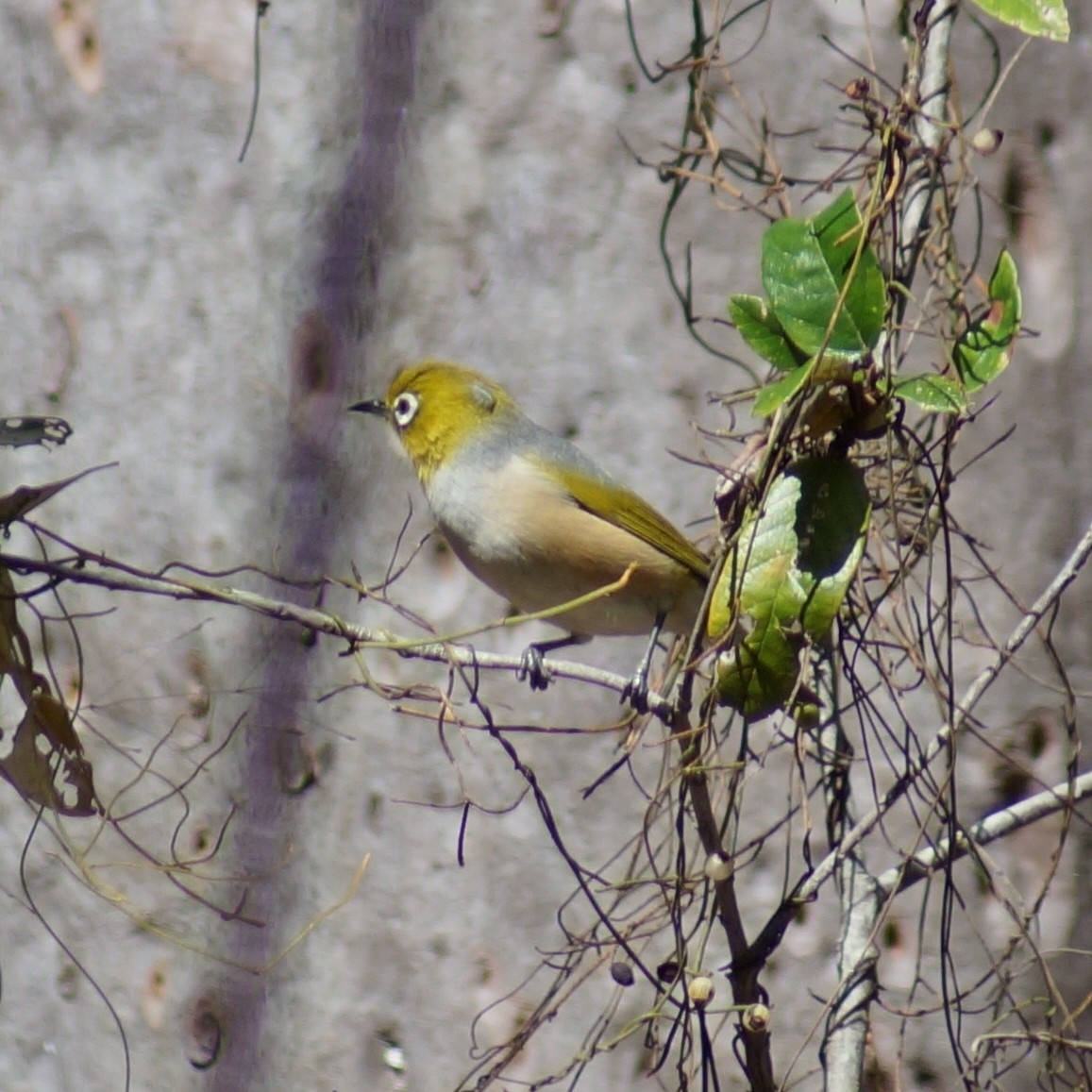 Graumantel-Brillenvogel - ML67025901