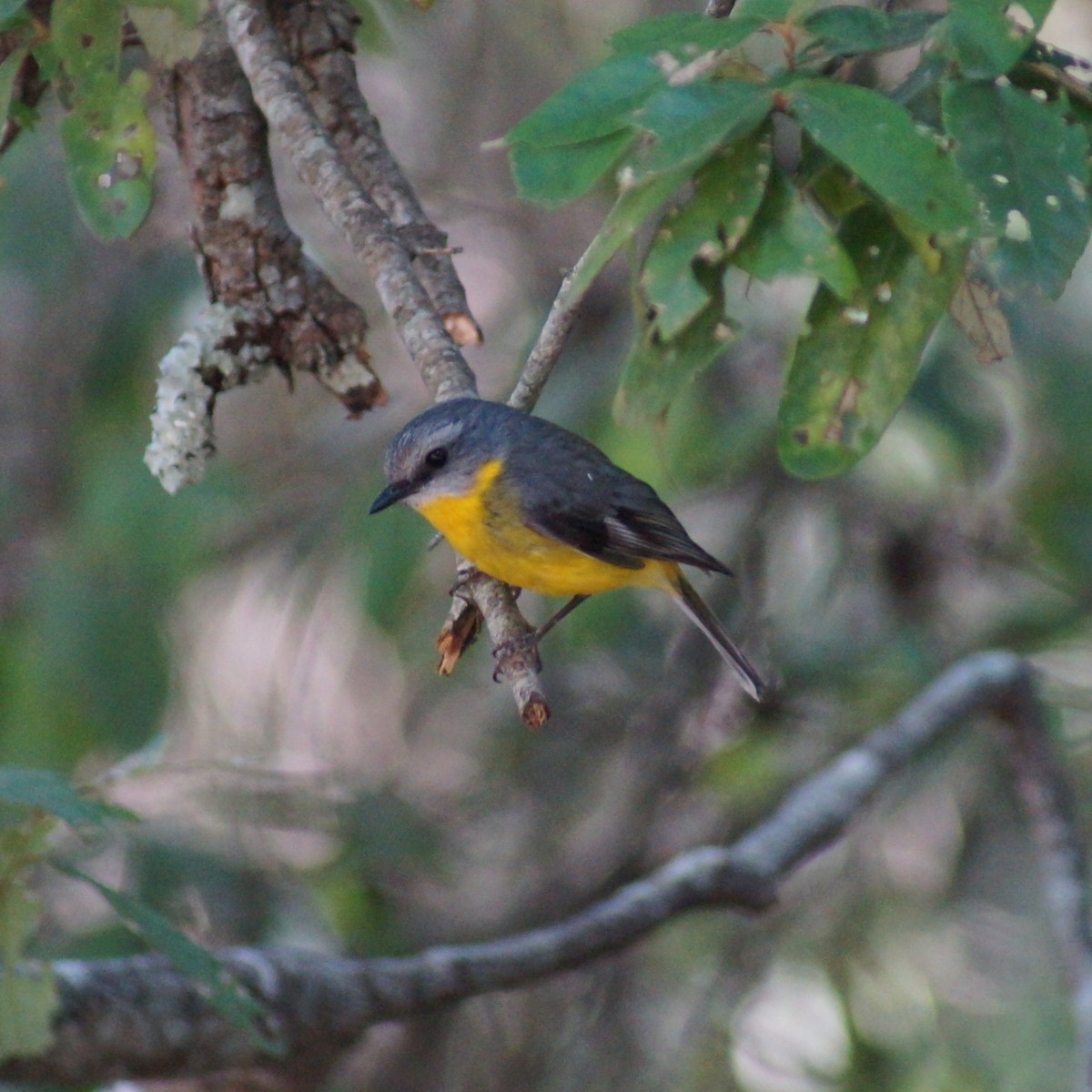 Eastern Yellow Robin - ML67025911