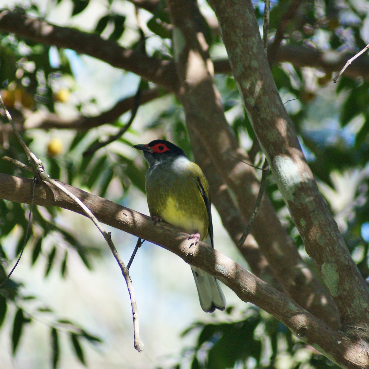 Australasian Figbird - ML67025931