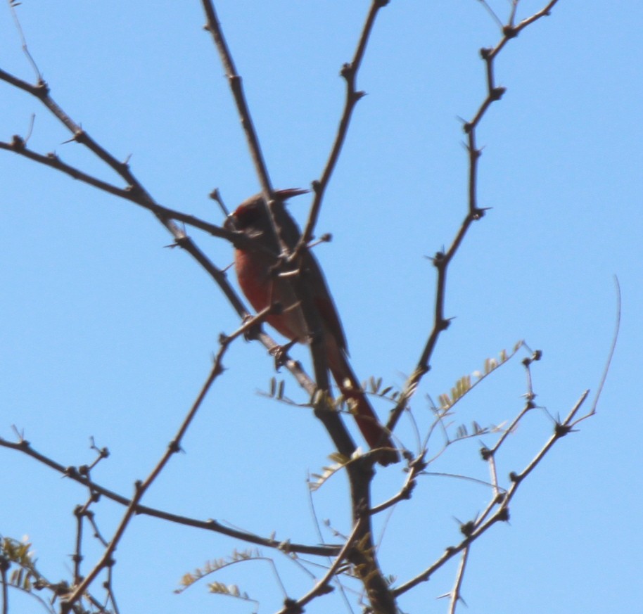 Pyrrhuloxia - John Oliver