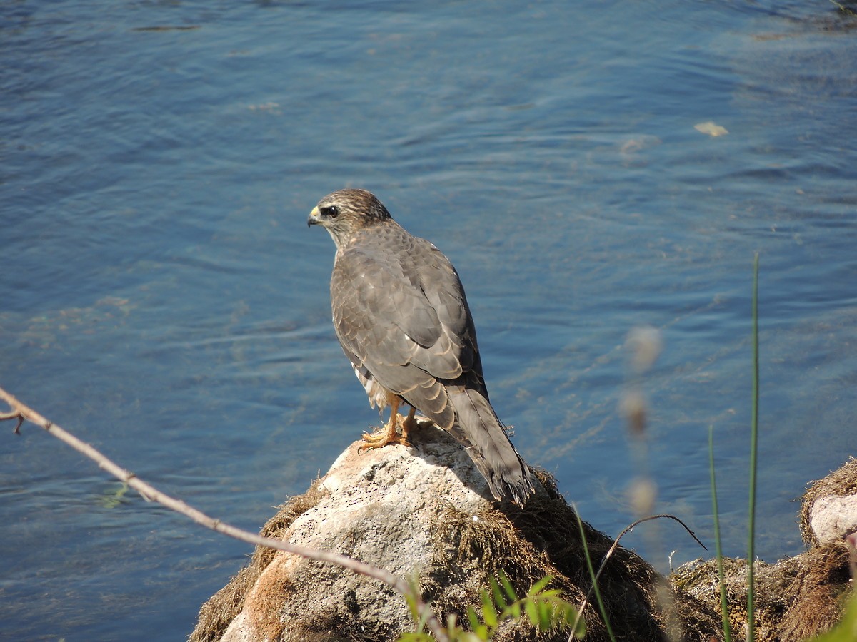 Levant Sparrowhawk - ML67026921