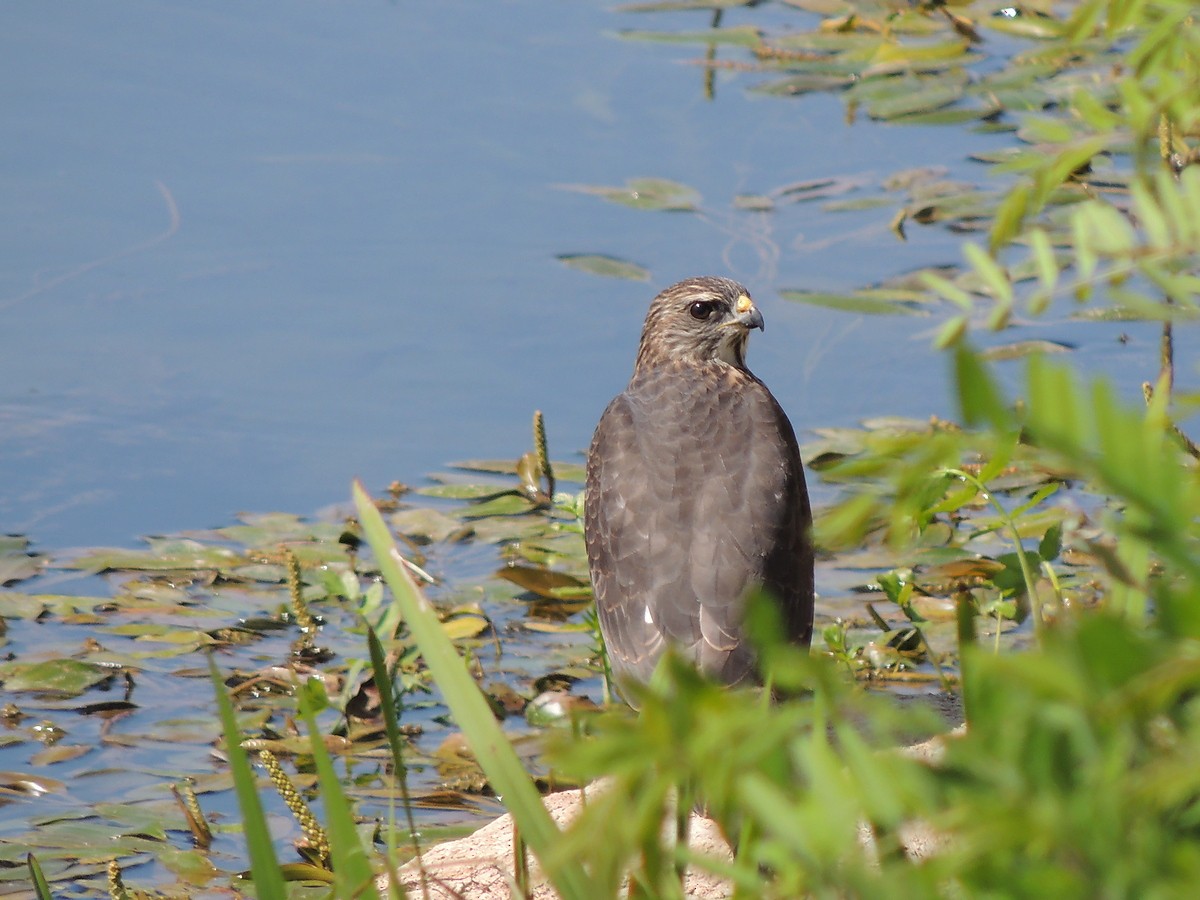 Levant Sparrowhawk - ML67026931