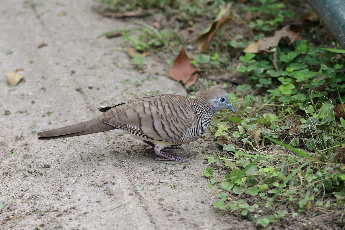 Zebra Dove - ML67027581