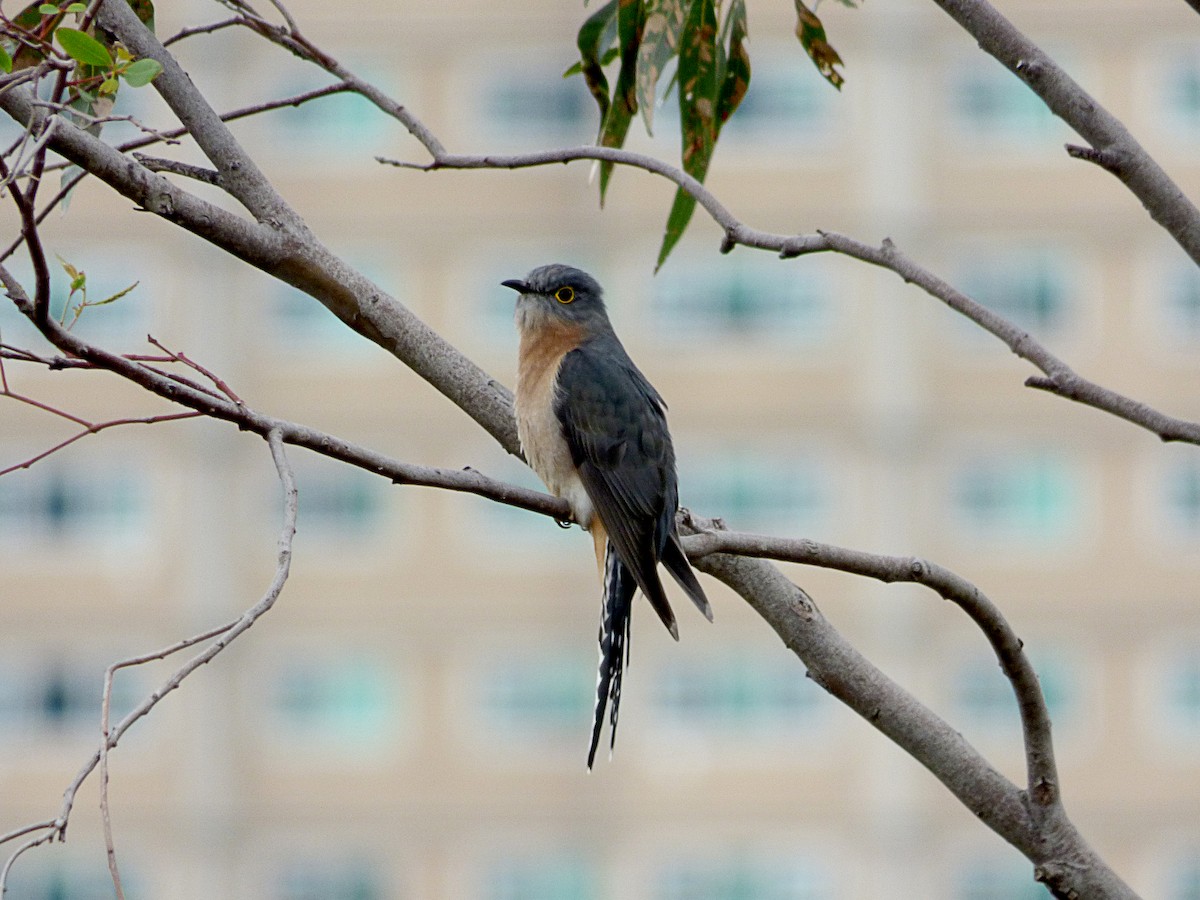 Fan-tailed Cuckoo - ML67027641