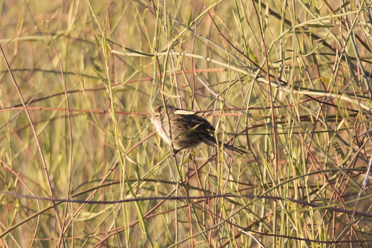 Little Grassbird - John Cantwell