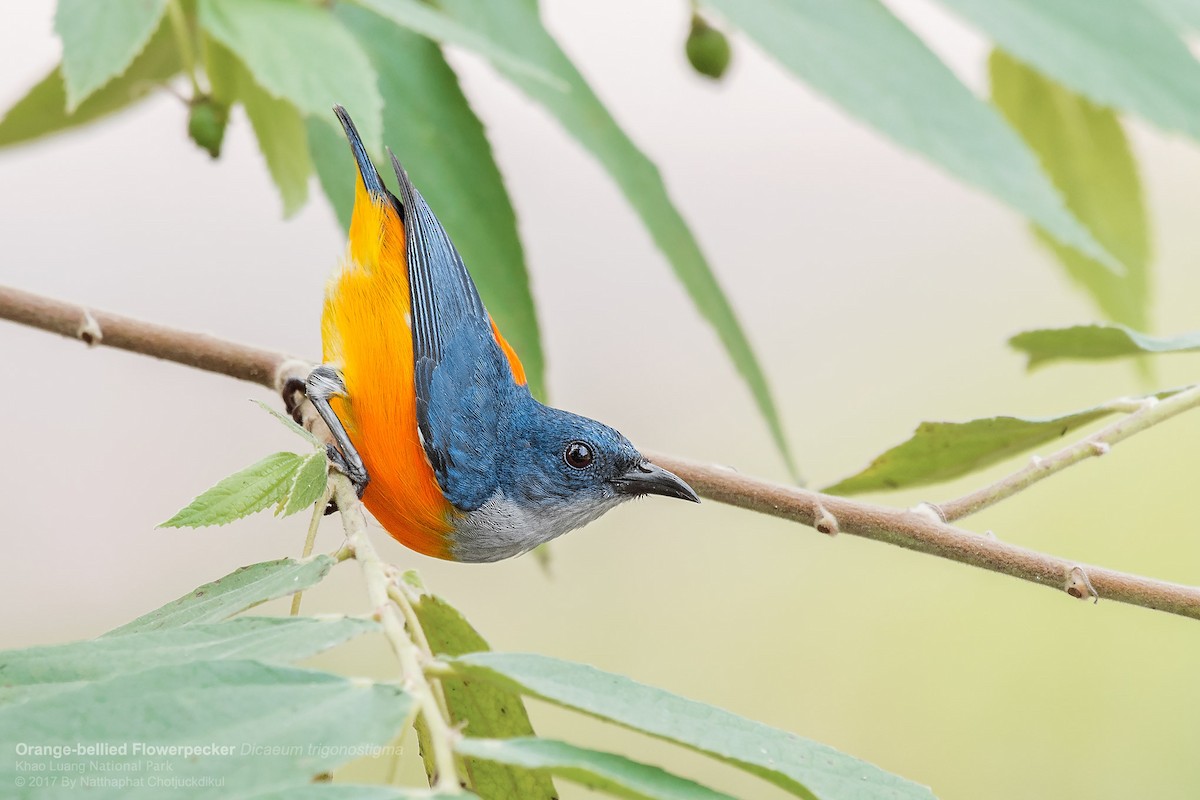 Orange-bellied Flowerpecker - ML67029581