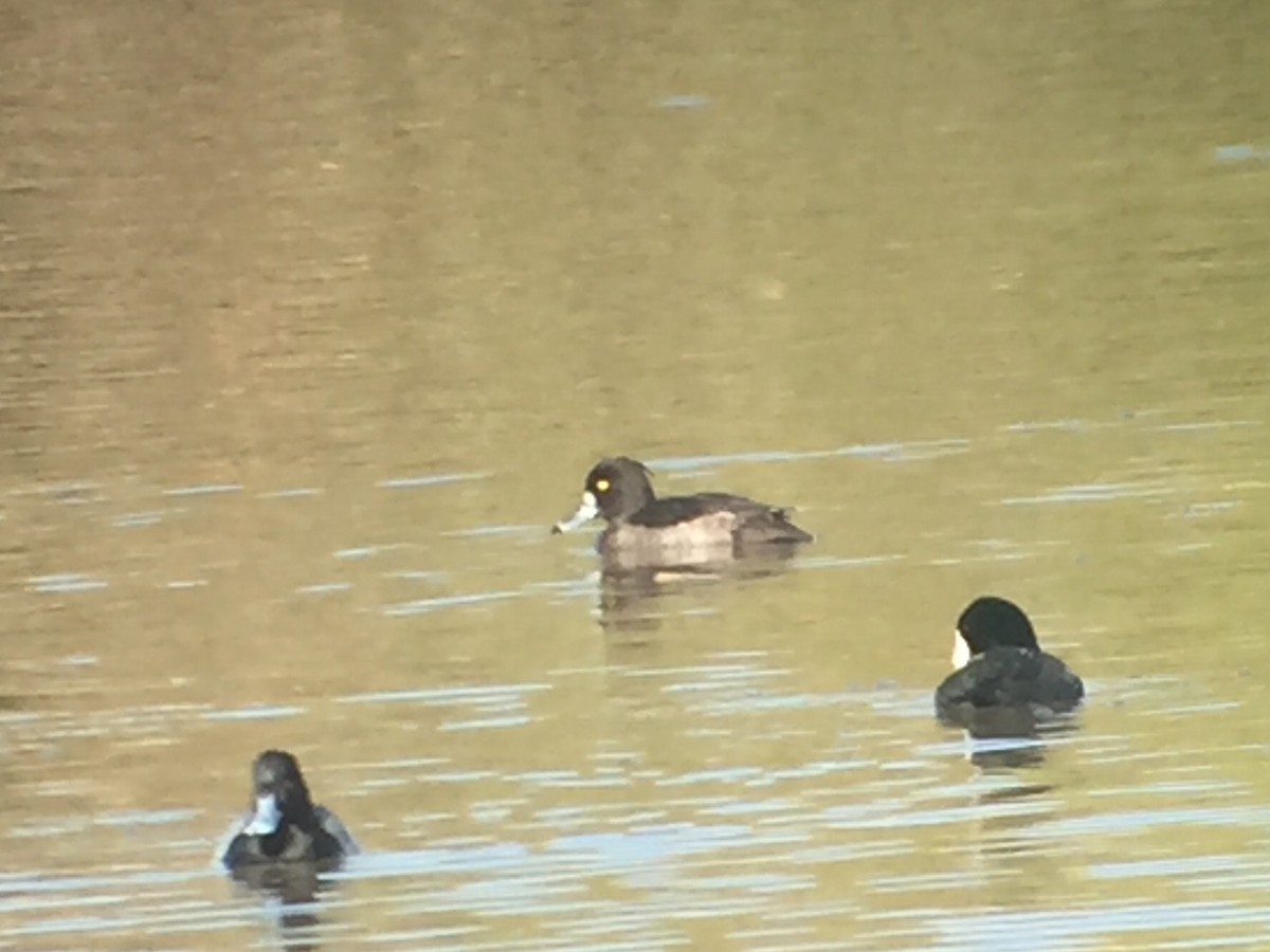 Tufted Duck - ML67029621