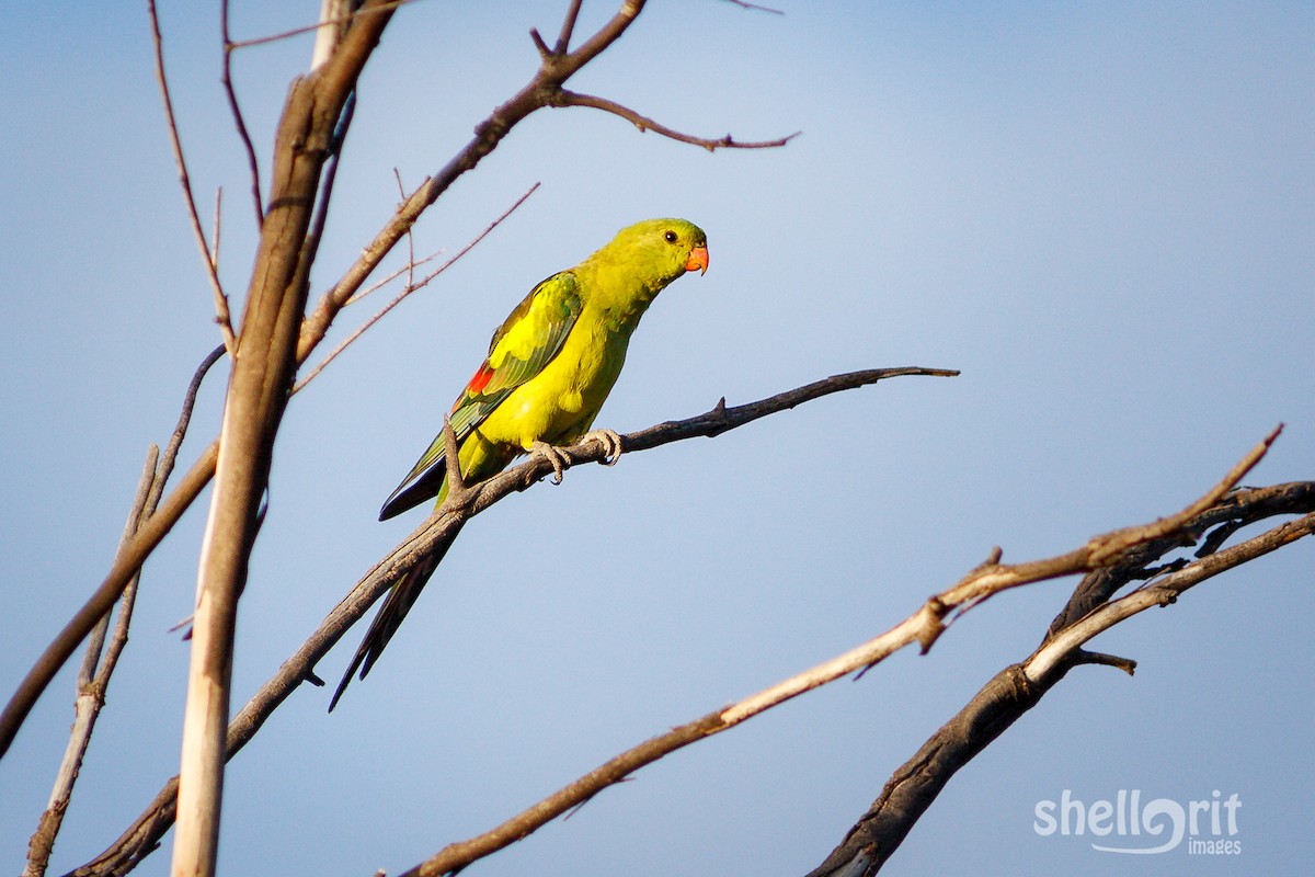 Regent Parrot - ML67029991