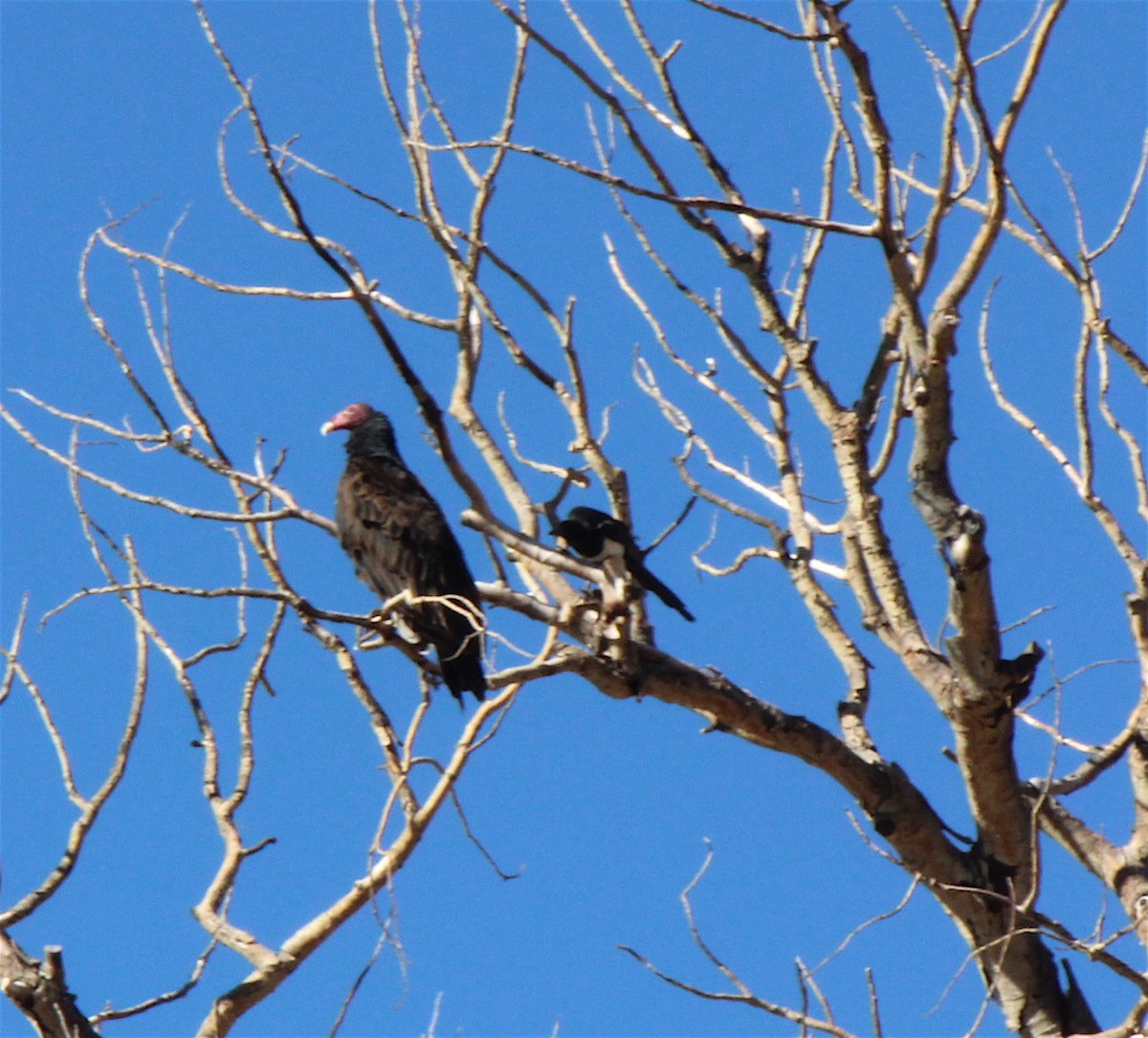 Turkey Vulture - ML67030611