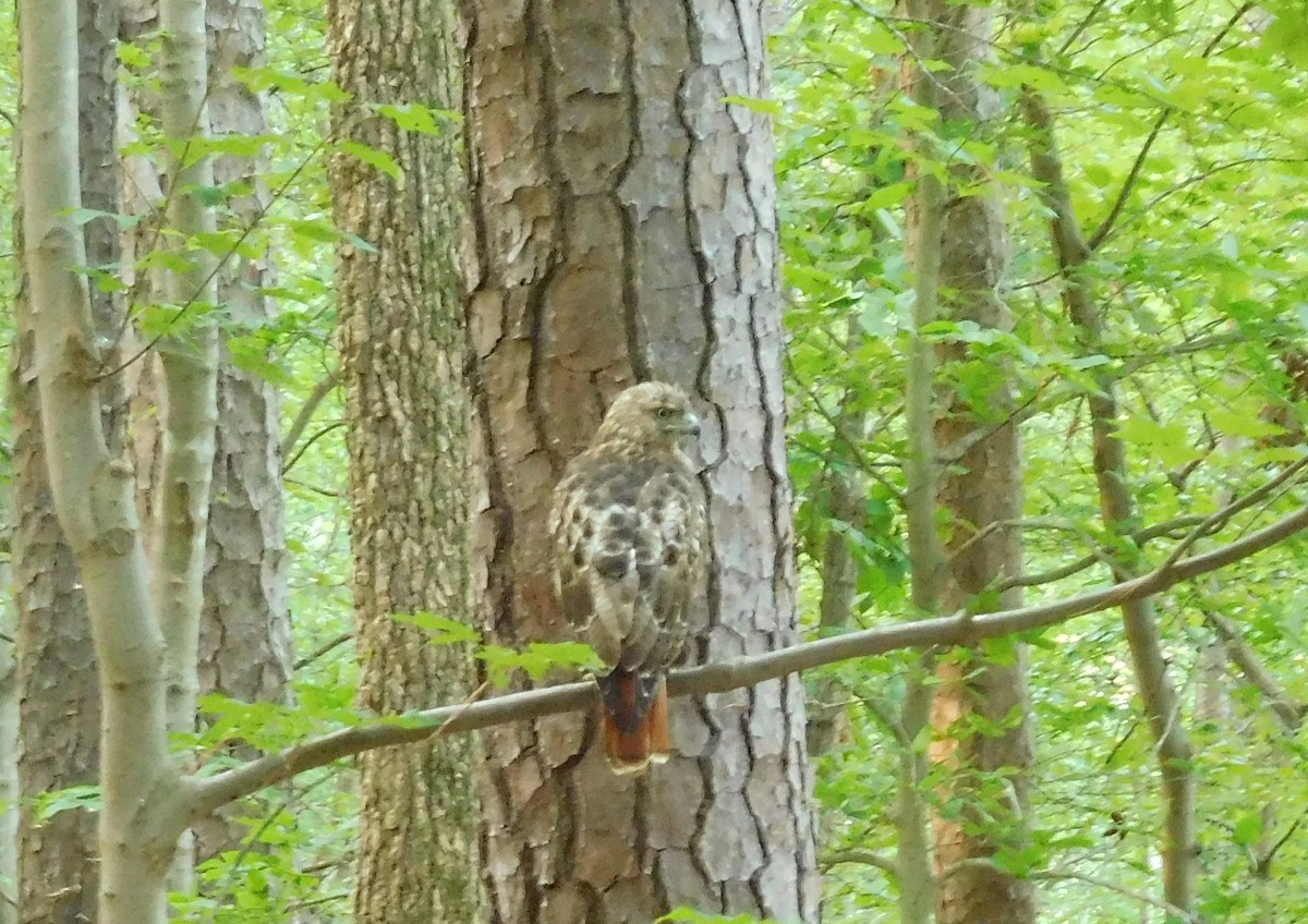 Red-tailed Hawk - ML67030751