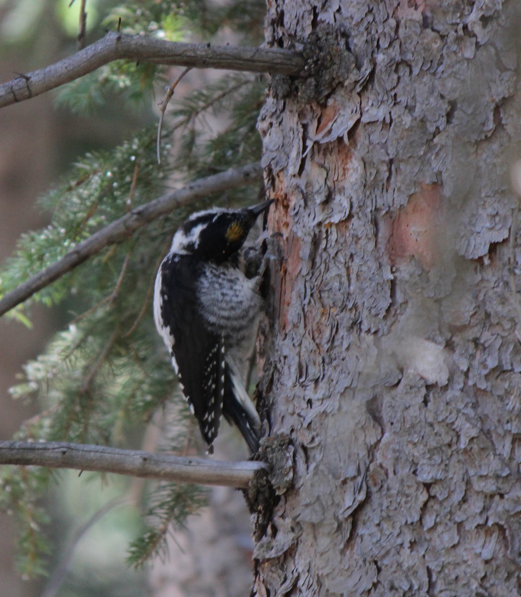 American Three-toed Woodpecker (Rocky Mts.) - John Oliver