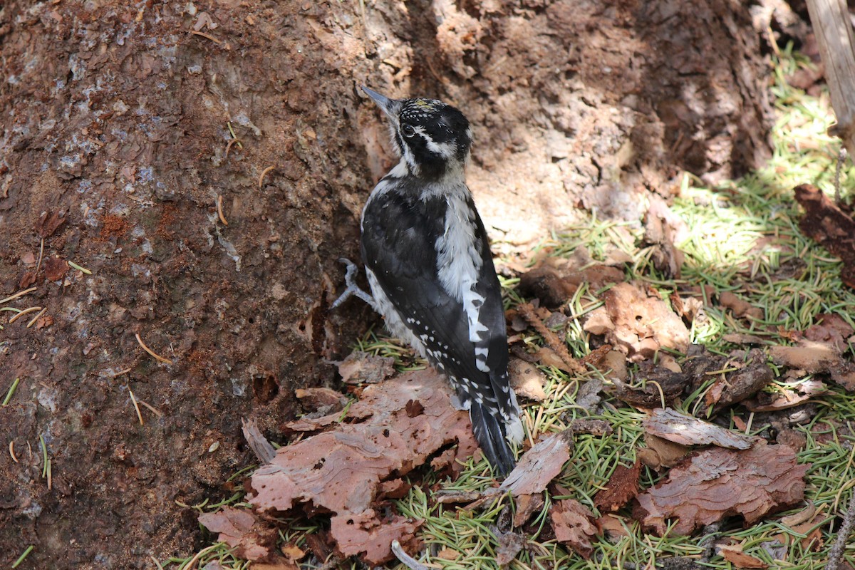 American Three-toed Woodpecker (Rocky Mts.) - John Oliver