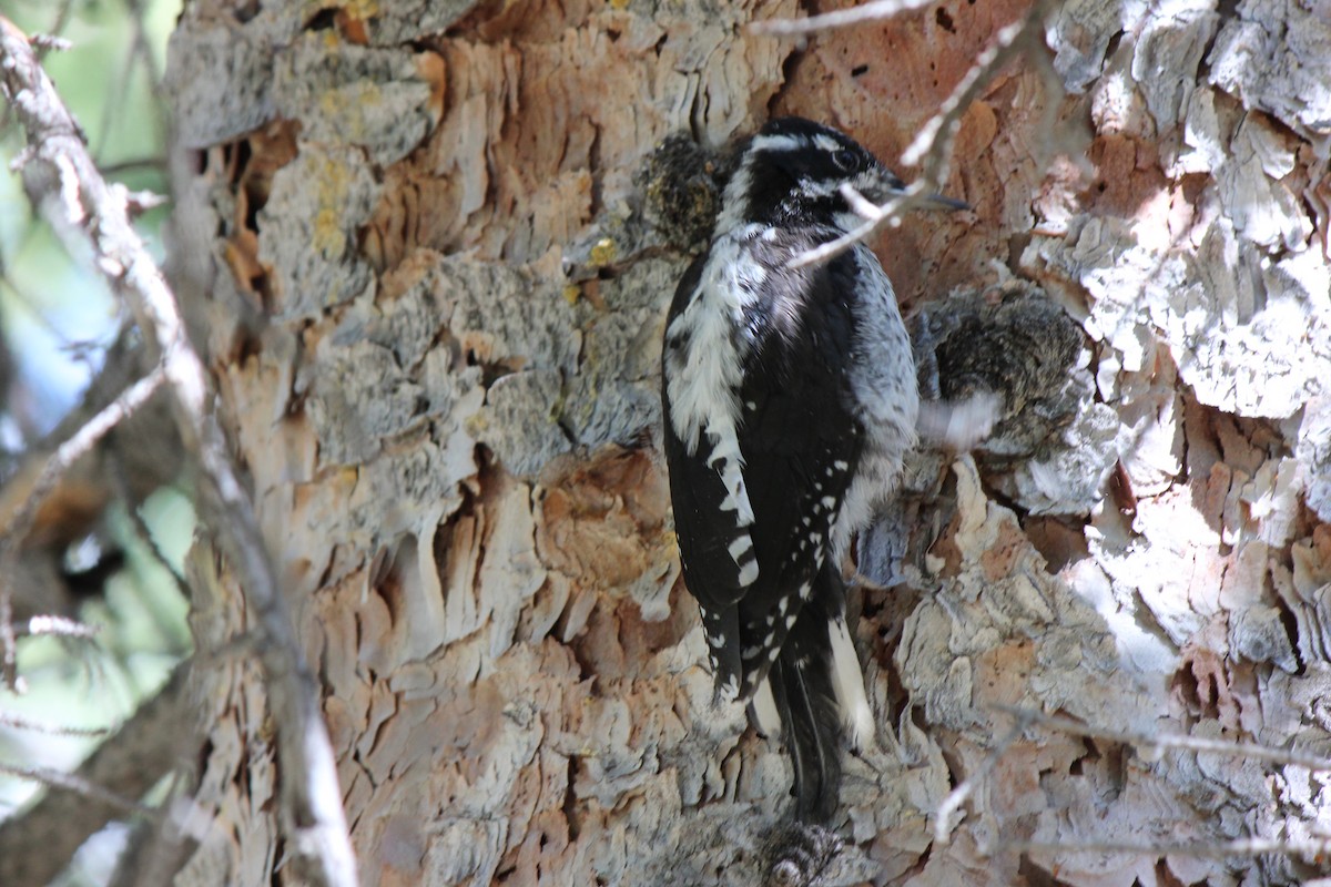 American Three-toed Woodpecker (Rocky Mts.) - John Oliver