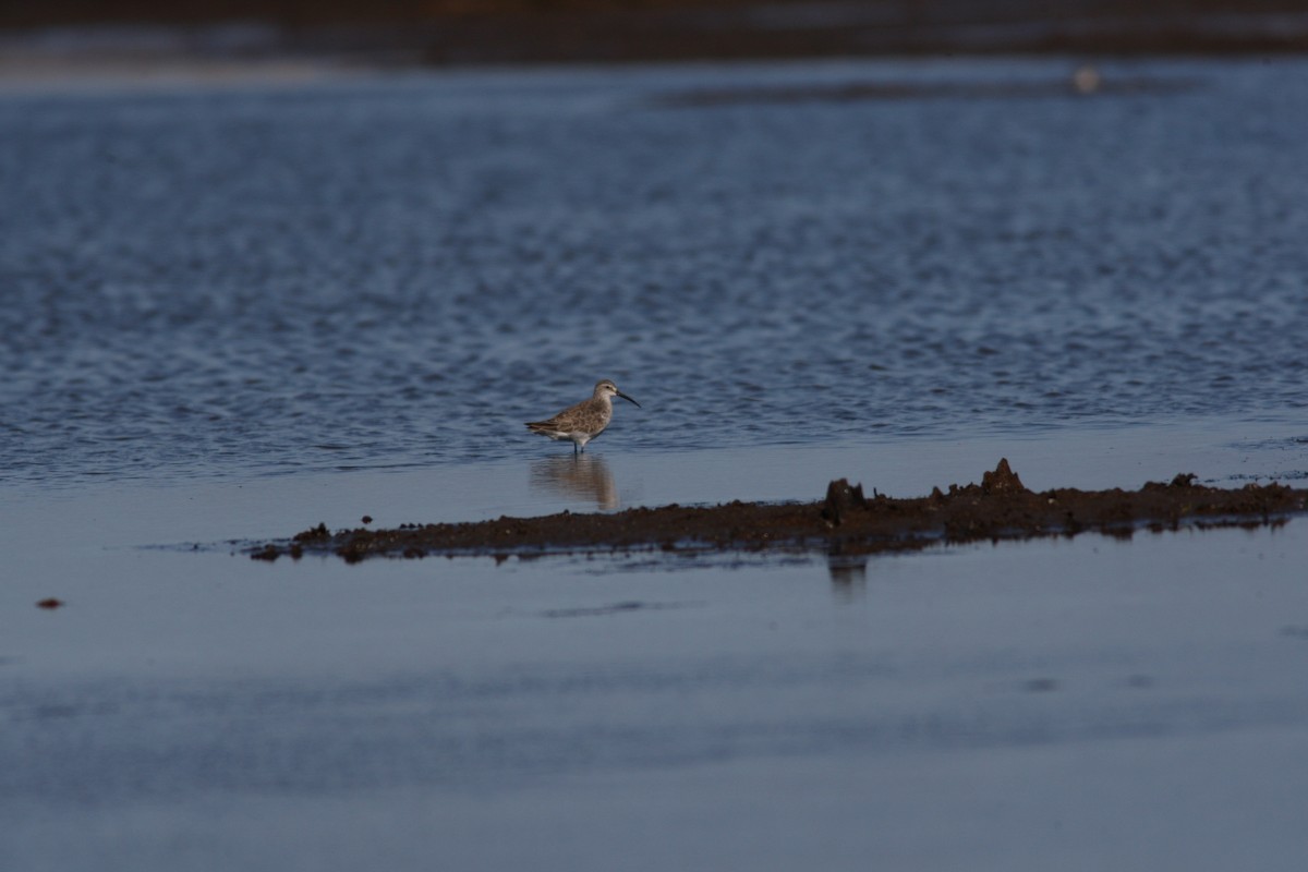 Curlew Sandpiper - ML67031601