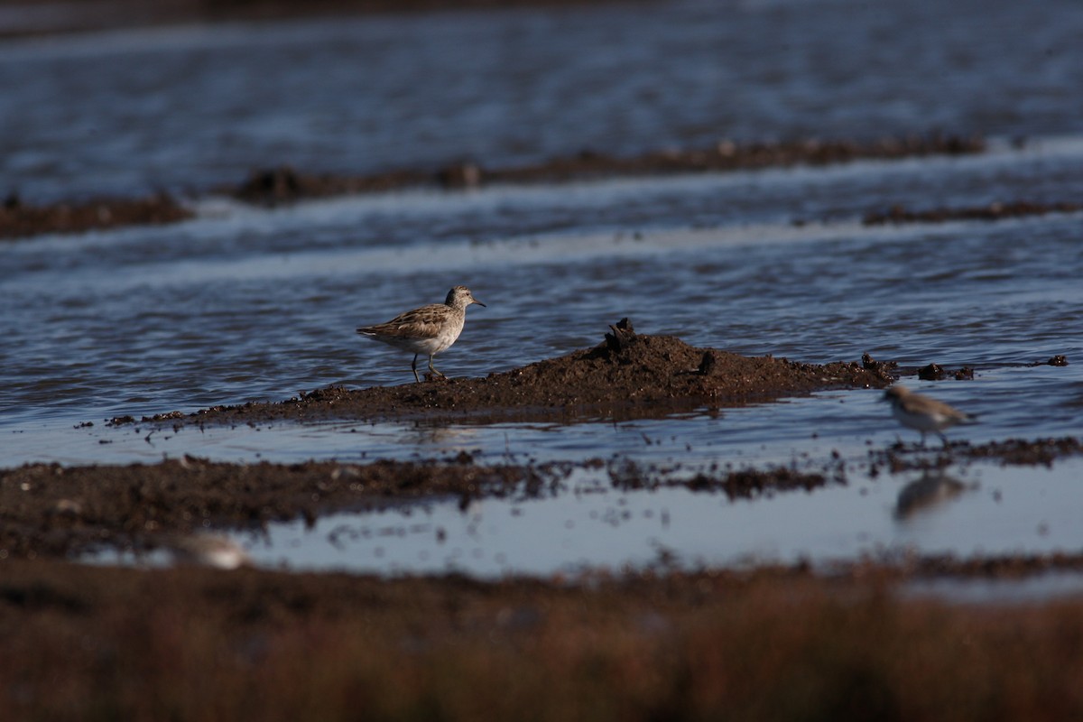 Sharp-tailed Sandpiper - ML67031611