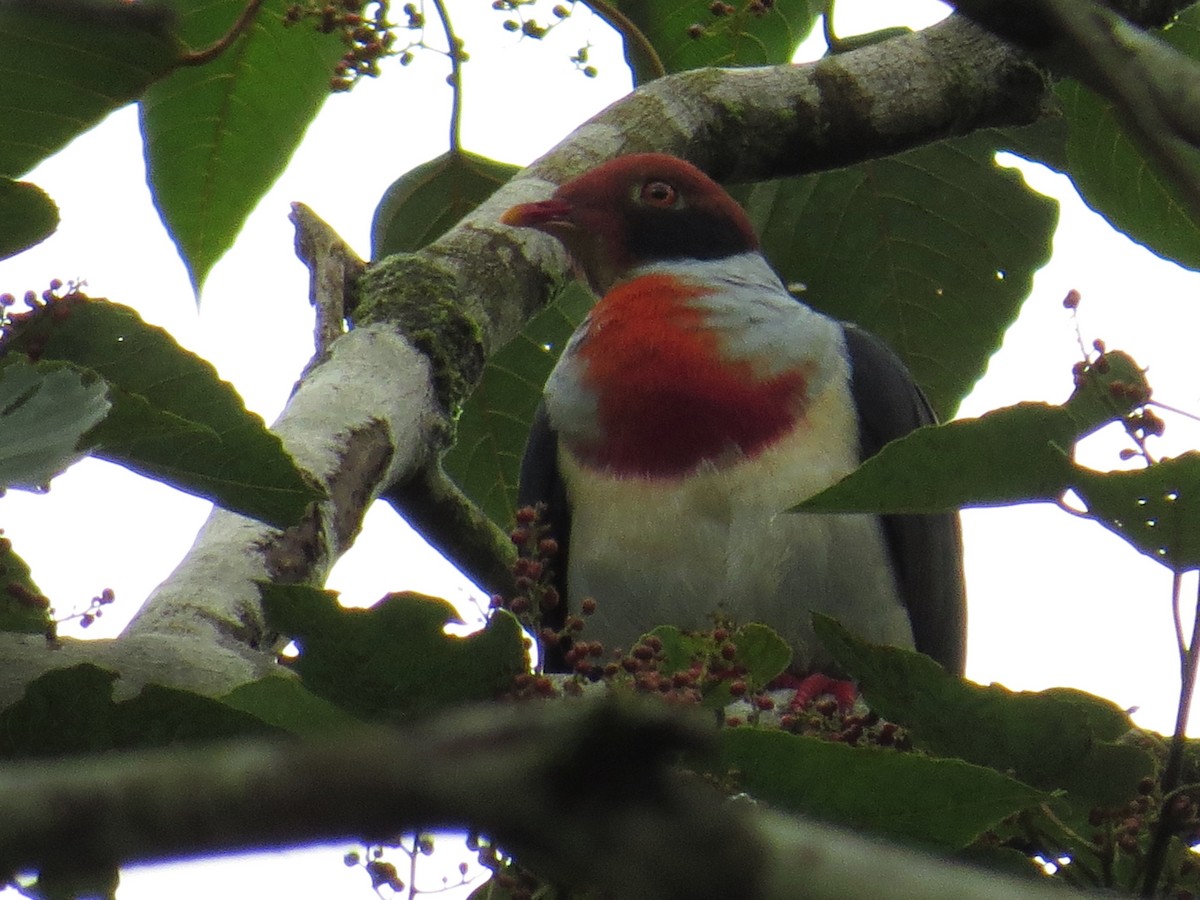 Flame-breasted Fruit-Dove - ML67031711