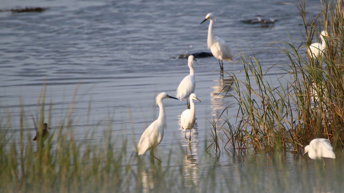 Snowy Egret - ML67032721