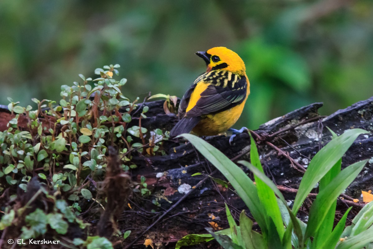 Golden Tanager - ML67032881