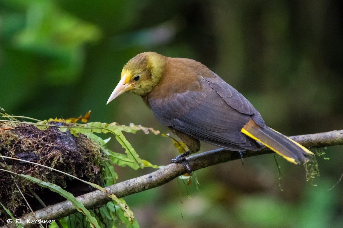 Russet-backed Oropendola - Eric Kershner