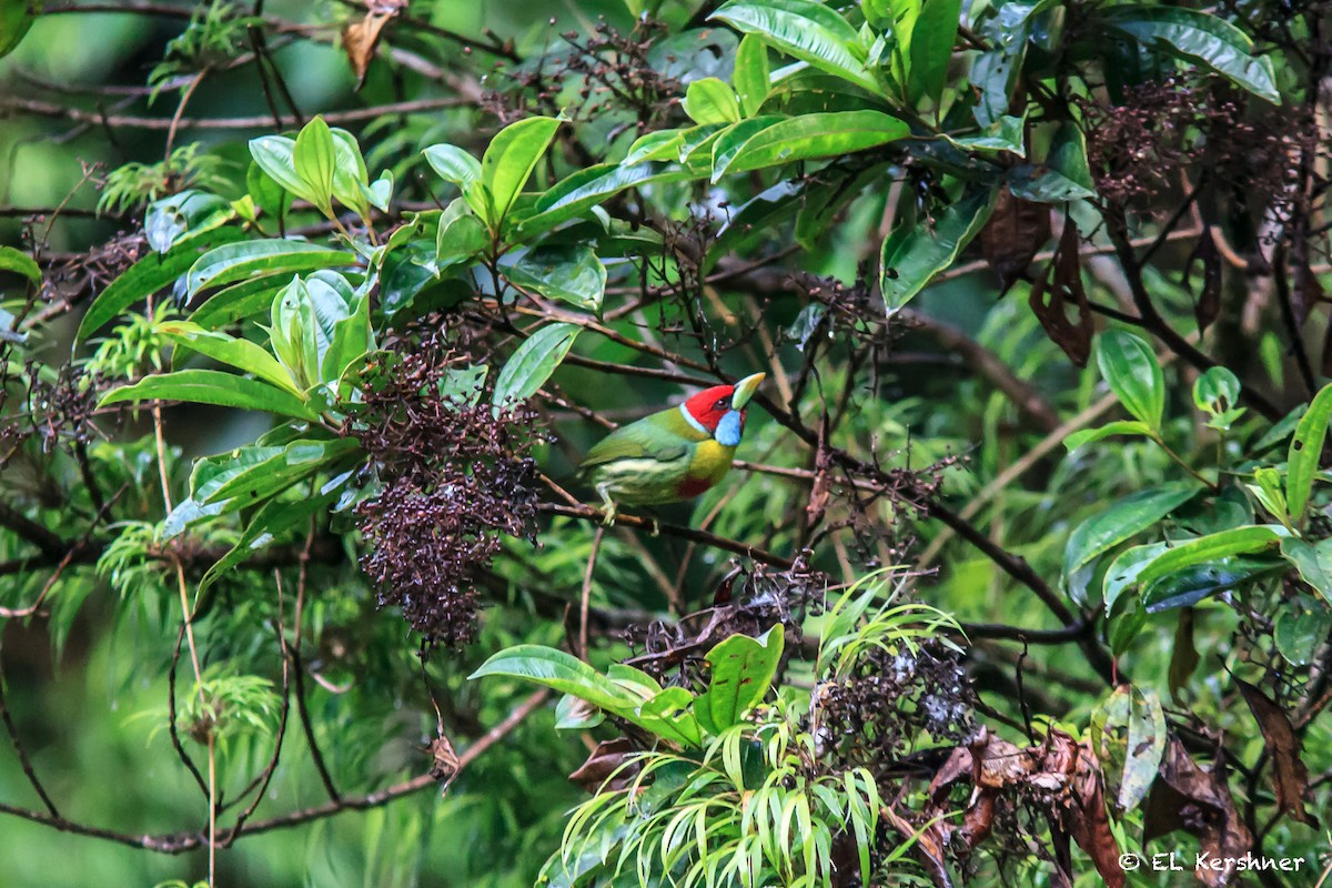 Çok Renkli Barbet - ML67033391