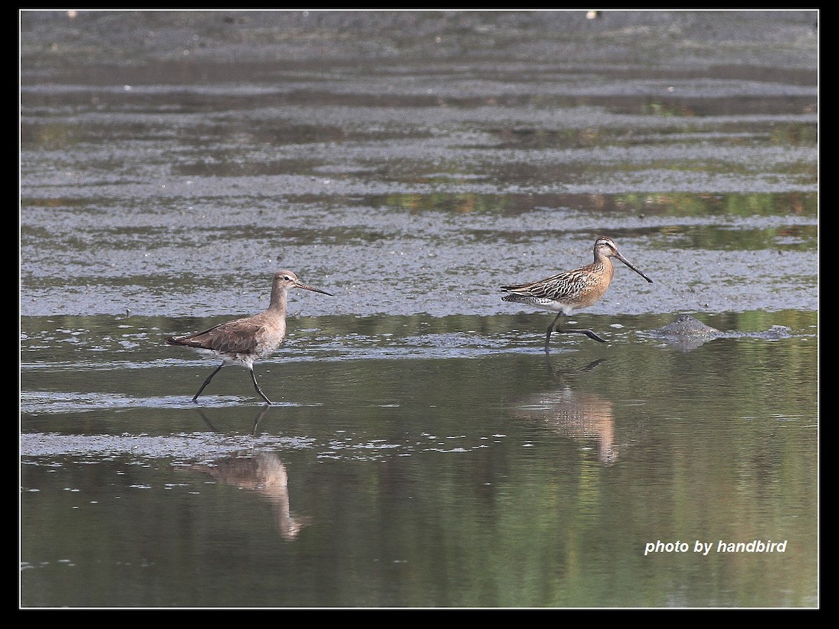 Asian Dowitcher - ML67033441
