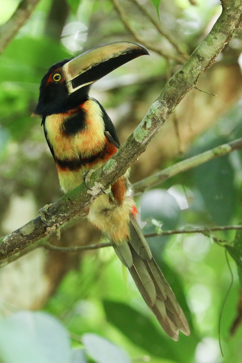 Collared Aracari - Trina Anderson