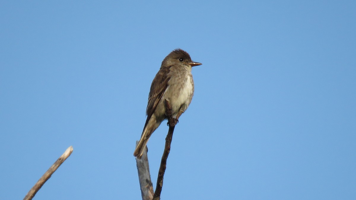 Olive-sided Flycatcher - ML67034361