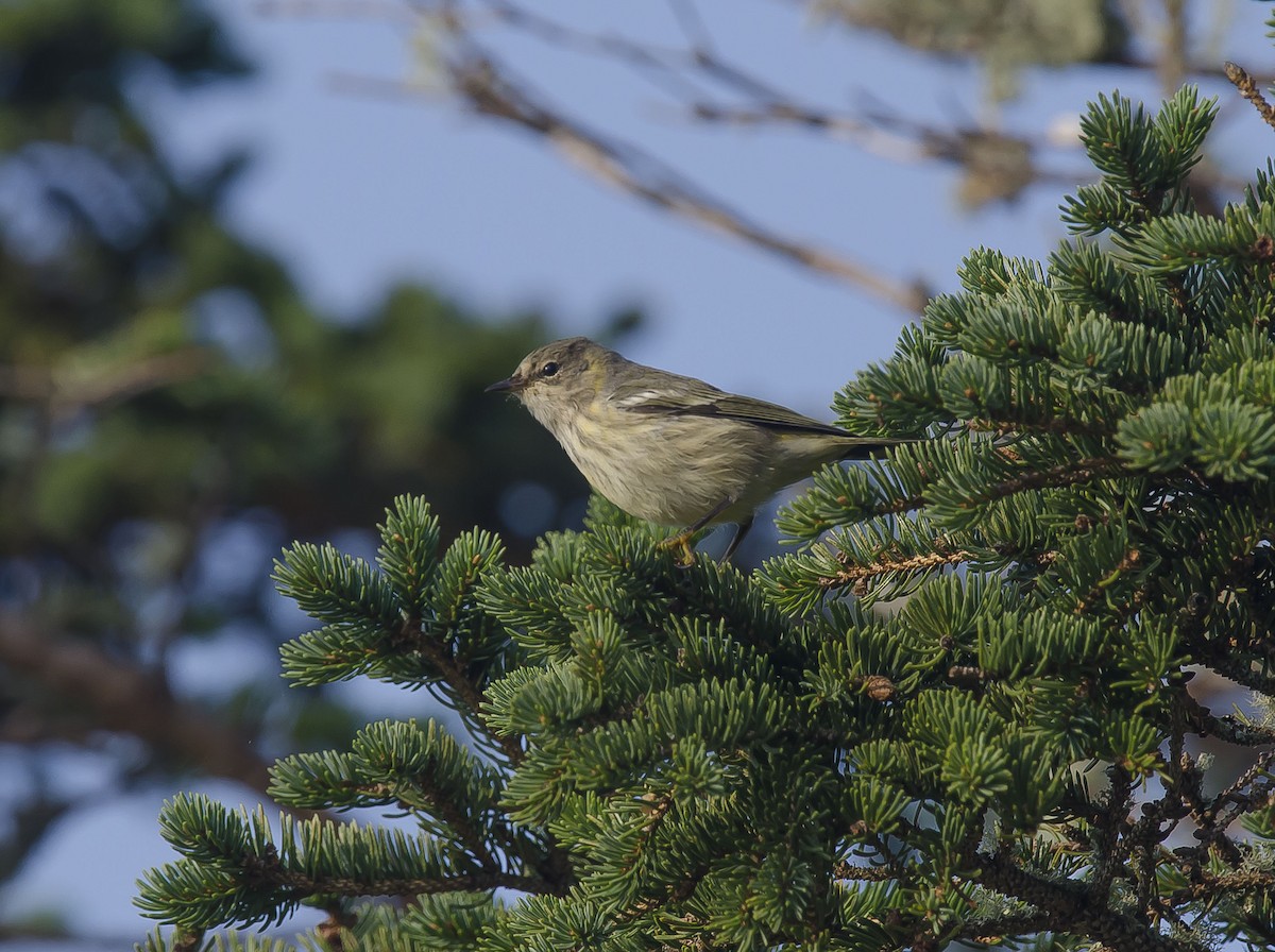 Cape May Warbler - Ronnie d'Entremont