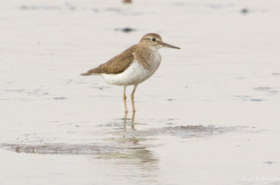 Common Sandpiper - ML67034701