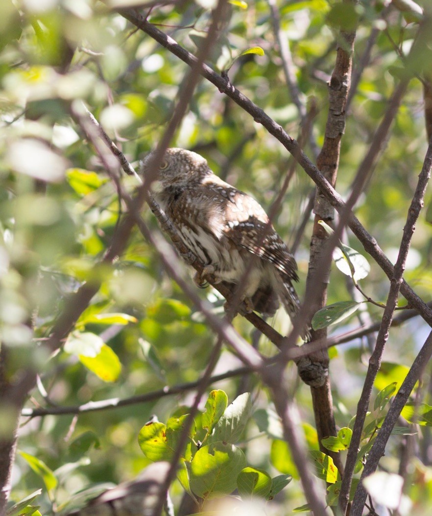 Pearl-spotted Owlet - ML67035691