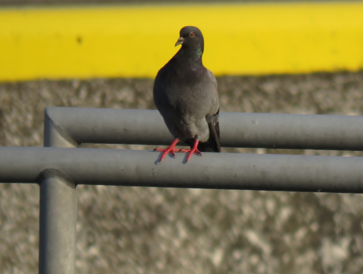 Rock Pigeon (Feral Pigeon) - ML67036851